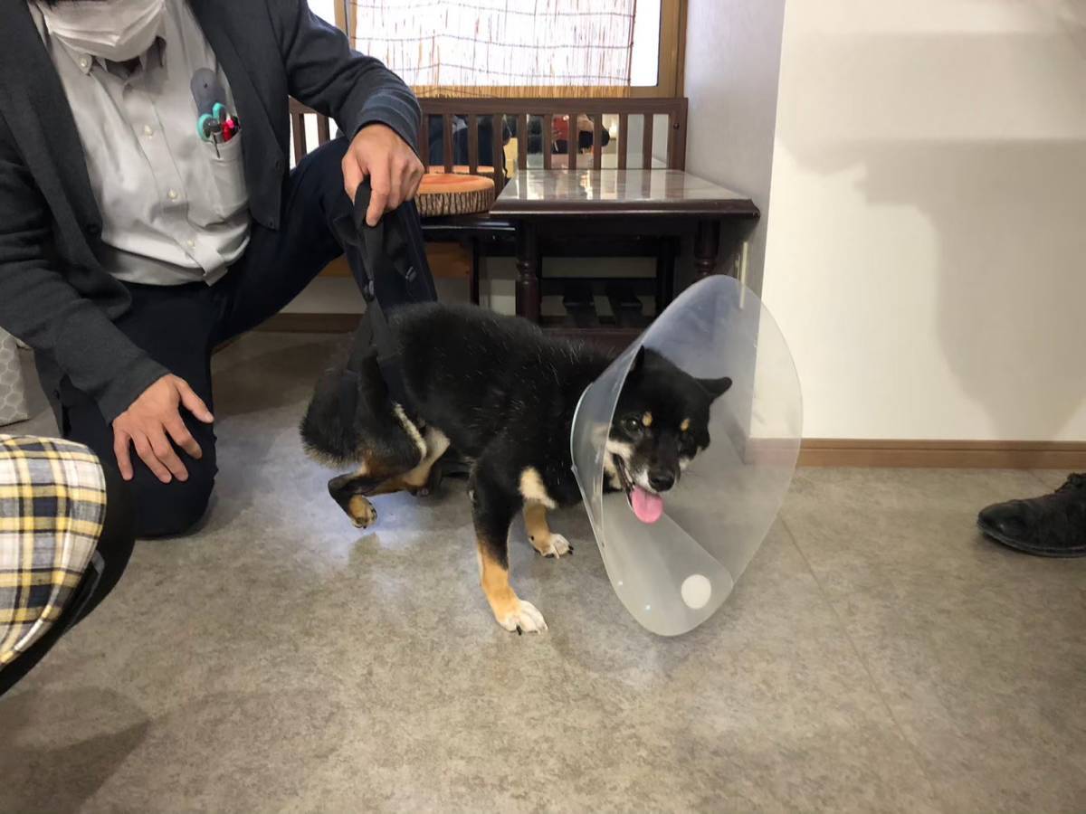 歩んだ動物1